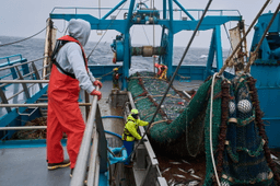 The fish behind America's fish sticks is fueling a fight over trawling in Alaska