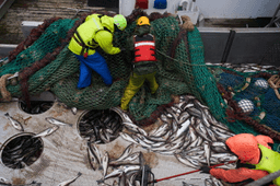 Takeaways from AP's report on Alaska's growing fight over trawling and bycatch