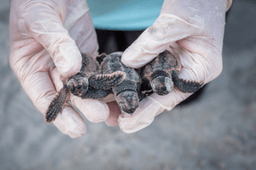 Peek inside Georgia's record-setting sea turtle nesting season