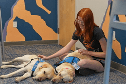 Therapy dogs bring calm and joy to students following shooting at Colorado high school