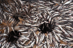 Trawl fishing catches huge amounts of seafood. It can also devastate the seafloor