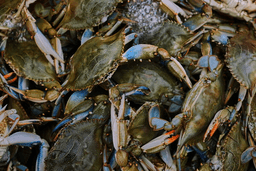 Blue crabs are seen inside a crate in a processing plant in Scardovari, in Italy's Po River Delta, Aug. 21, 2026. (AP Photo/Nicolo Lupone)