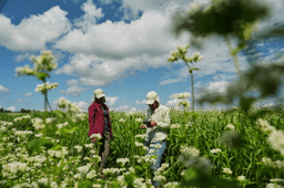 Buckwheat growers hope new markets can help it reach more tables