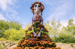 Marigolds anchor Día de los Muertos altars, believed to guide spirits home