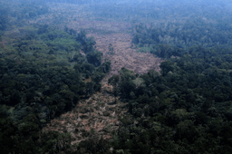 How close is the Amazon to a 'tipping point?' Brazil's election could help shape its future