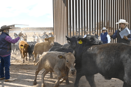 With tighter checks for flesh-eating screwworm, a border crossing reopens